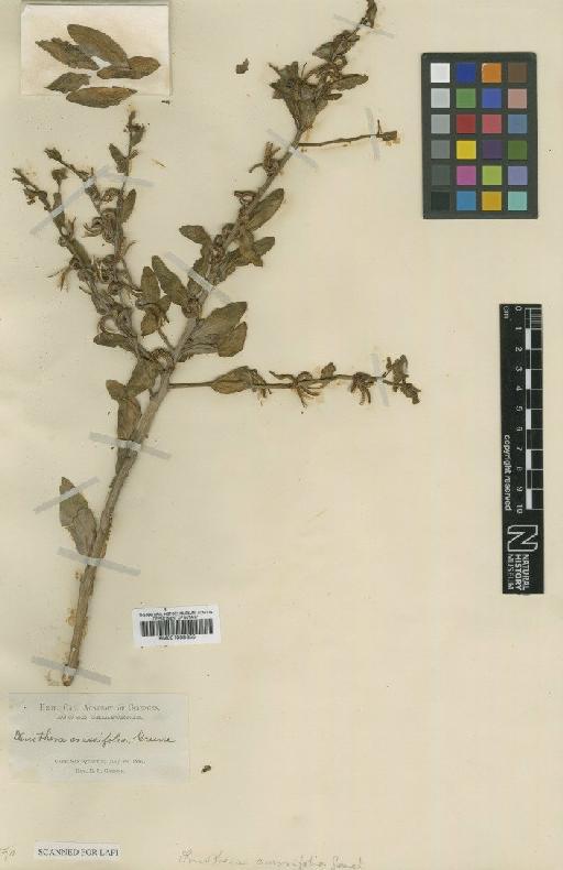 Camissonia crassifolia (Greene) Raven - BM001008355