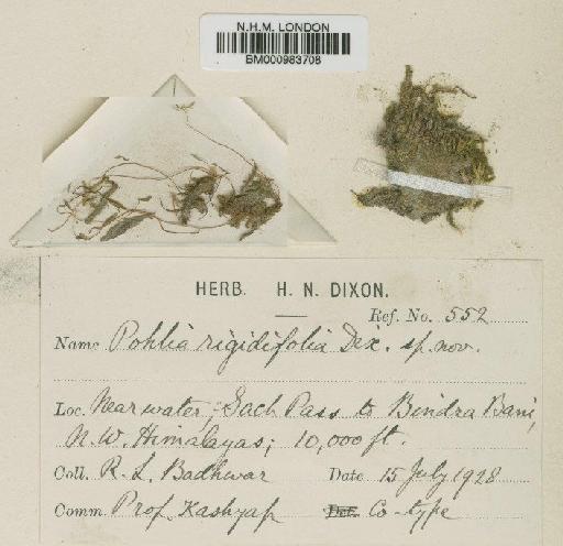Pohlia wahlenbergii (F.Weber & D.Mohr) A.L.Andrews in Grout - BM000983708