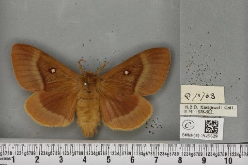 Lasiocampa quercus quercus (Linnaeus, 1758) - BMNHE_1529629_195443