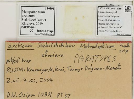 Metopolophium arcticum Stekolshchikov & Khruleva, 2019 - 015439932_112694_738338_157768_Type