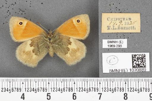 Coenonympha pamphilus (Linnaeus, 1758) - BMNHE_1070889_28130