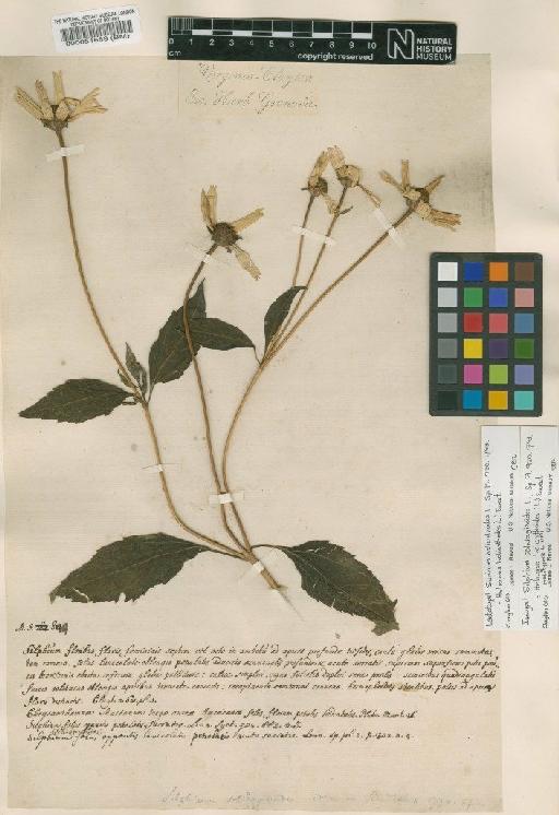 Silphium helianthoides L. - BM000051689