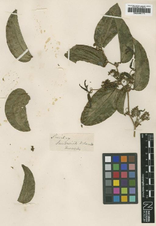 Smilax melastomifolia Sm. - BM000990274