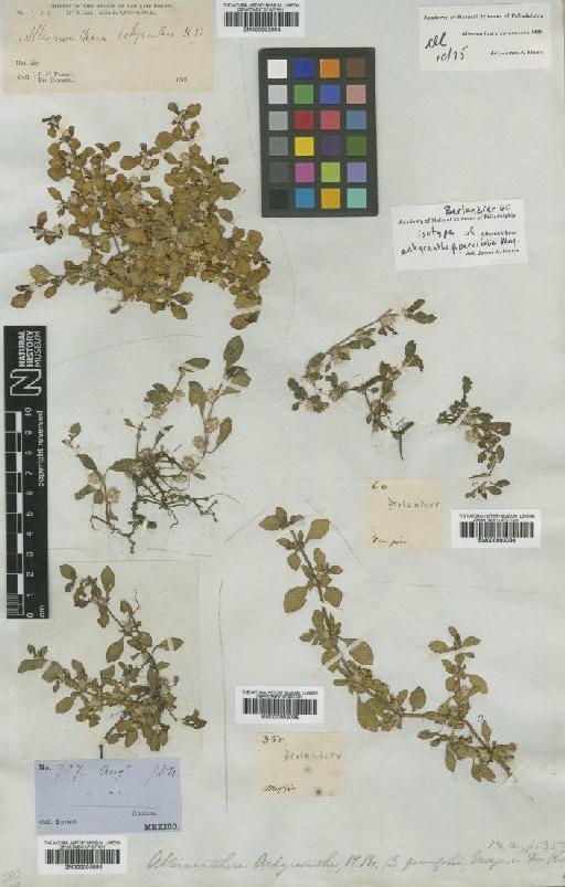 Alternanthera achyranthes Forssk. - BM000993096