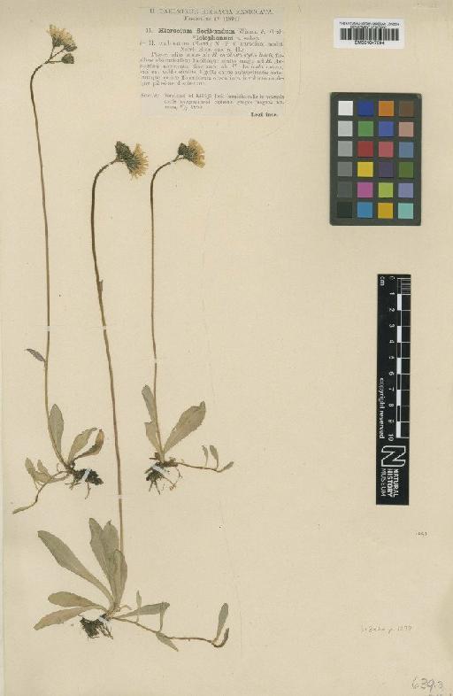 Hieracium cochleatum subsp. leiophanum Dahlst. - BM001047594
