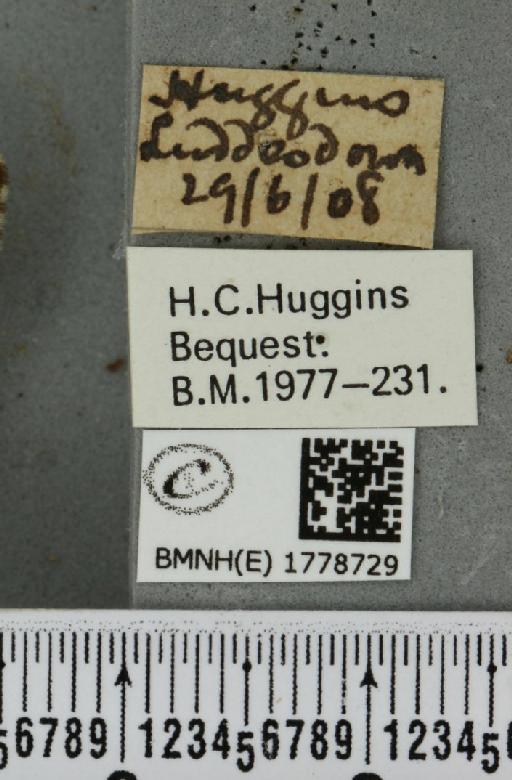 Colostygia pectinataria ab. albocincta Lempke, 1949 - BMNHE_1778729_label_354372
