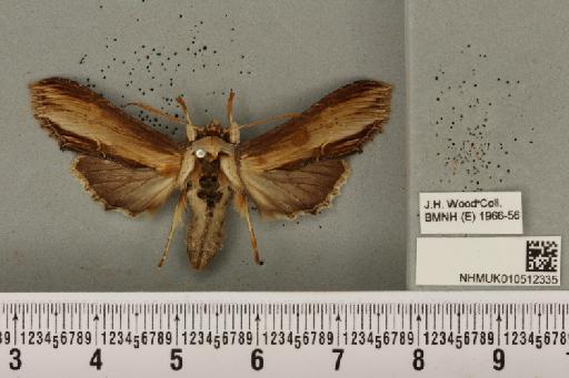 Cucullia verbasci (Linnaeus, 1758) - NHMUK_010512335_570089