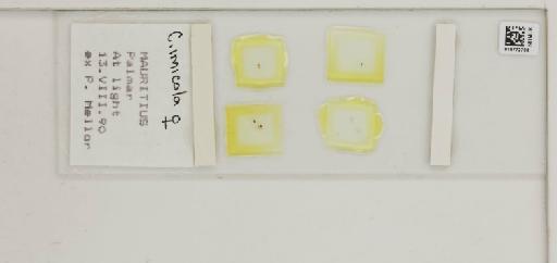 Culicoides imicola Kieffer - 014772708_284764_1334625_157799_NonType