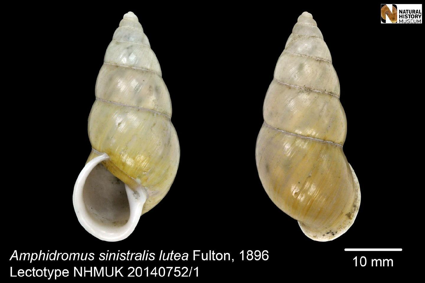 To NHMUK collection (Amphidromus sinistralis var. lutea Fulton, 1896; LECTOTYPE & PARALECTOTYPE(S); NHMUK:ecatalogue:4236144)