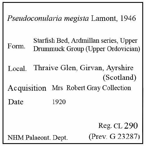 Pseudoconularia megista Lamont, 1946 - CL 290. Pseudoconularia megista (label)