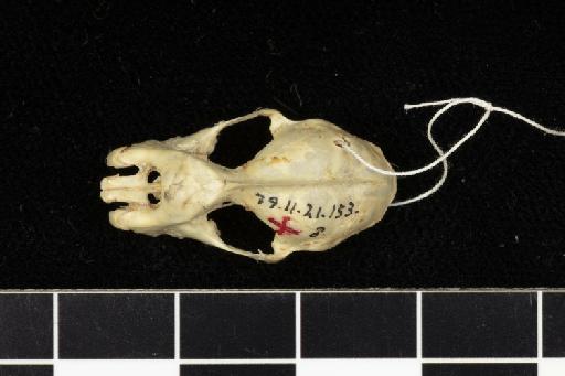 Rhinolophus ferrumequinum regulus Andersen,  1905 - 1879_11_21_153-Rhinolophus_ferrumequinum_regulus-Holotype-Skull-dorsal