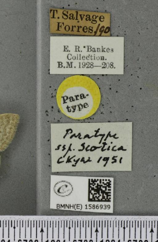 Scopula floslactata scotica Cockayne, 1951 - BMNHE_1586939_label_336565