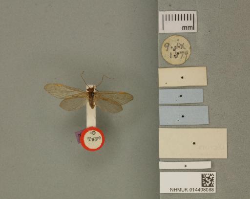 Rhyacophila proxima McLachlan, 1880 - 014498088_additional