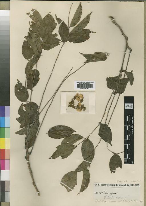 Pterocarpus angolensis DC. - BM000842411