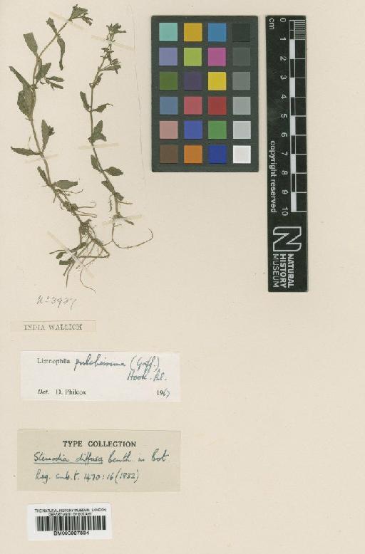 Limnophila pulcherrima Hook.f. - BM000997894