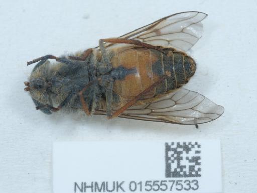 Hybomitra muehlfeldi (Brauer, 1880) - 015557533_3