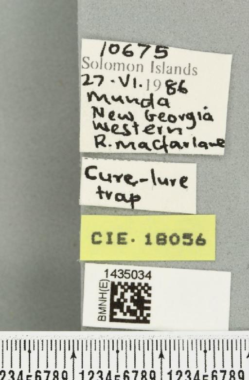 Bactrocera (Bactrocera) simulata (Malloch, 1939) - BMNHE_1435034_label_28495