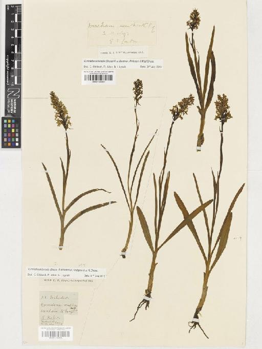 Gymnadenia borealis (Druce) R.M.Bateman, Pridgeon & M.W.Chase - BM001130301