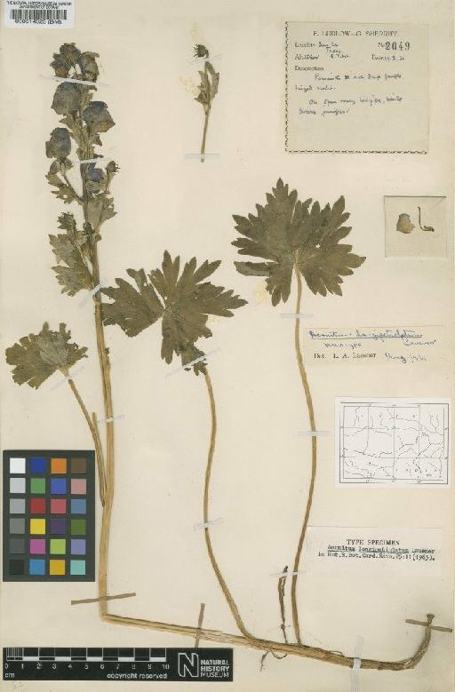 Aconitum longipetiolatum Lauener - BM000514323