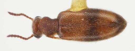 Sapintus oceanicus guamensis (Blair, 1942) - Sapintus oceanicus guamensis ST2 male