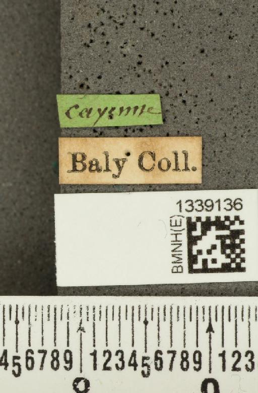 Cornubrotica dilaticornis (Baly, 1879) - BMNHE_1339136_label_22605