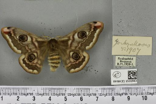 Saturnia pavonia ab. deflexa Schultz, 1909 - BMNHE_1531943_203933