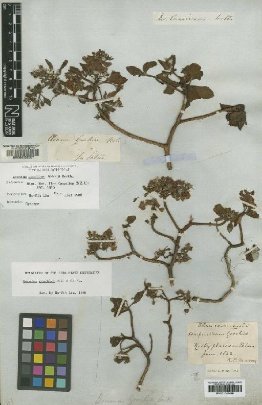 Aeonium goochiae Webb & Berthel. - BM001042499