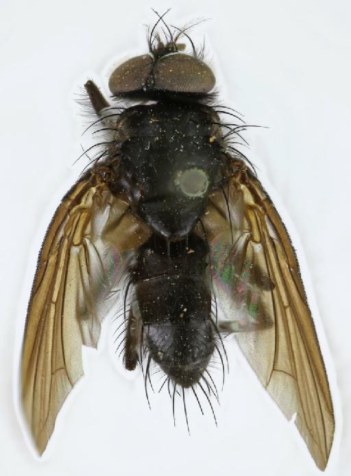 Comyops nigripennis van der Wulp, 1891 - Comyops nigripennis LT dorsal