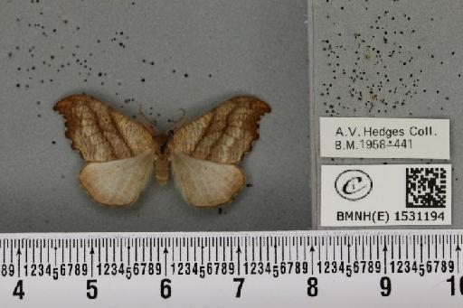 Falcaria lacertinaria (Linnaeus, 1758) - BMNHE_1531194_187196