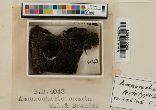 Amaurochaete comata G.Lister & Brândzǎ - 001089979_a