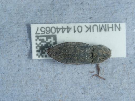 Prosternon tessellatum (Linnaeus, 1758) - 014440657_3