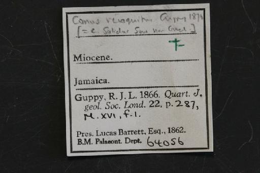 Conus (Lithoconus) recognitus Guppy, 1866 - OR 64056. Conus recognitus (label.1)