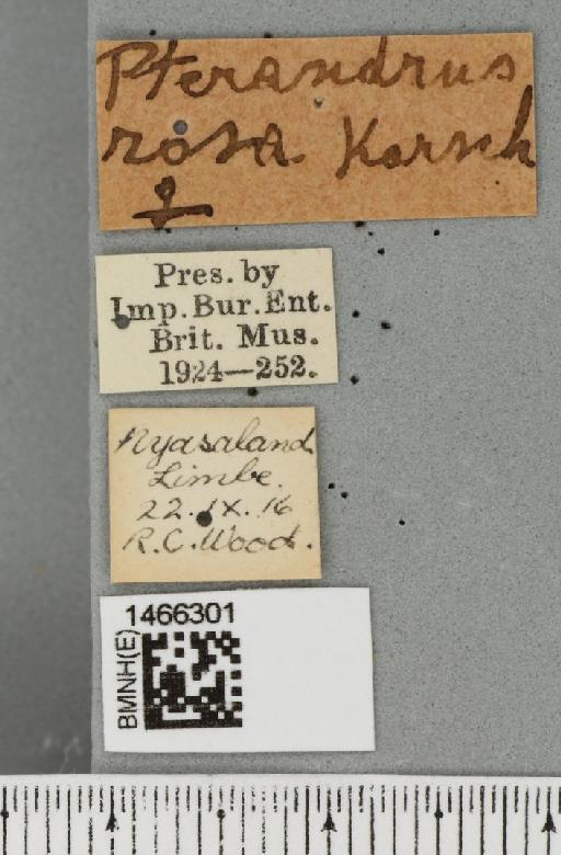 Ceratitis (Pterandrus) Bezzi, 1918 - BMNHE_1466301_label_26918