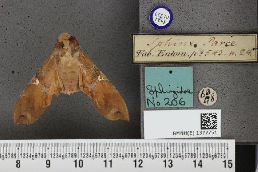 Callionima parce (Fabricius, 1775) - BMNH(E) 1377751 Callionima parce dorsal and labels.JPG