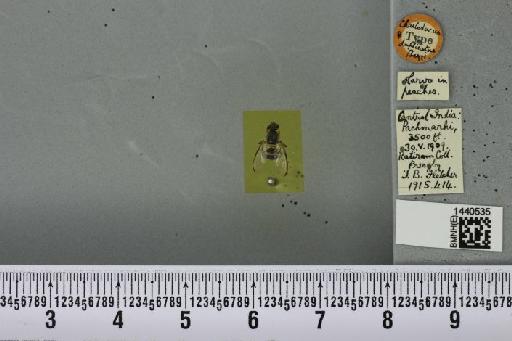 Bactrocera (Zeugodacus) duplicata (Bezzi, 1916) - BMNHE_1440535_35712