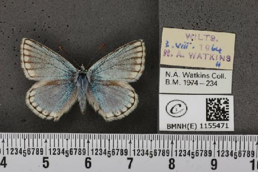 Lysandra coridon ab. ultrafowleri Bright & Leeds, 1938 - BMNHE_1155471_106739