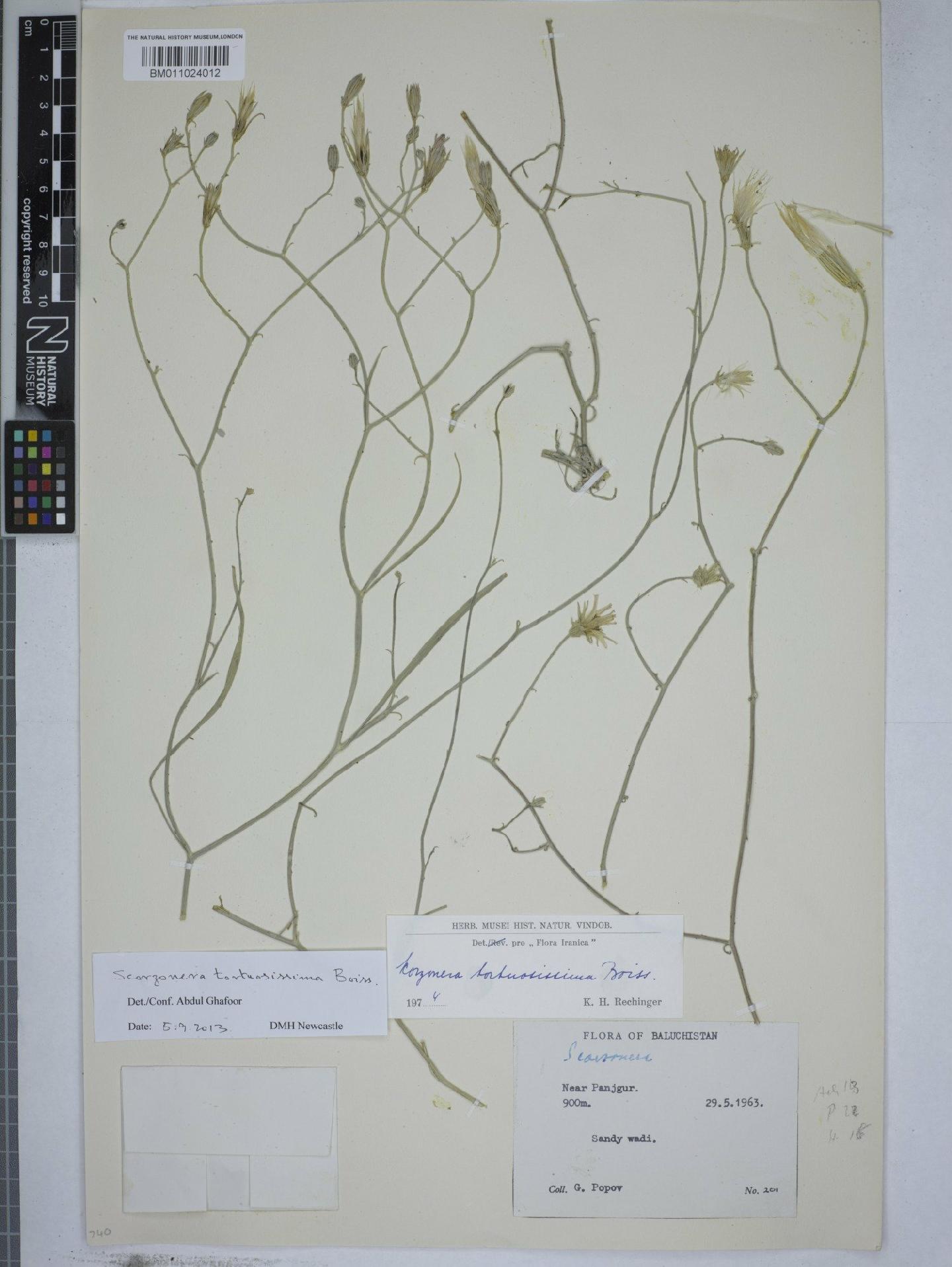 To NHMUK collection (Scorzonera tortuosissima Boiss.; NHMUK:ecatalogue:9152720)