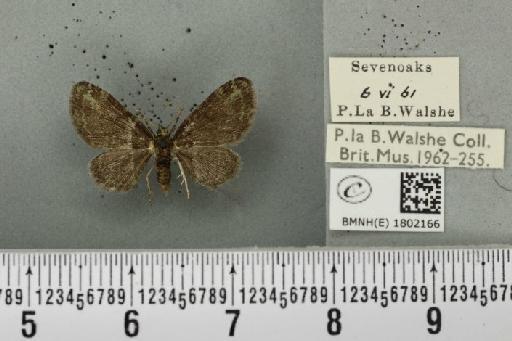 Pasiphila rectangulata (Linnaeus, 1758) - BMNHE_1802166_377804