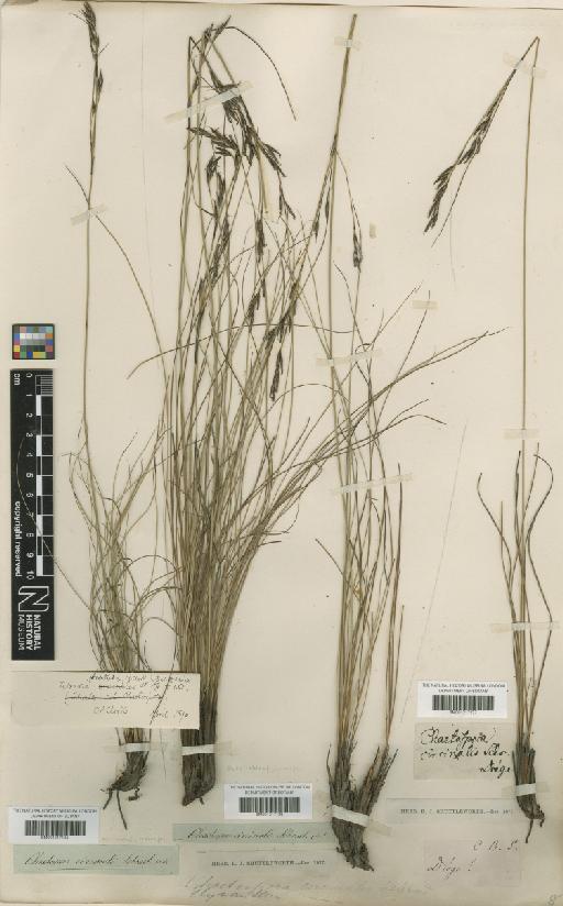 Tetraria pleosticha C.B.Clarke - BM001217135