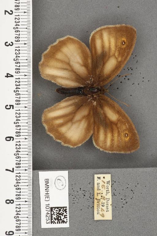 Maniola jurtina insularis ab. radiata Frohawk, 1938 - BMNHE_1074253_41086