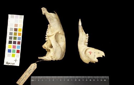 Macropus robustus - 1841.1113_Skull_Lateral