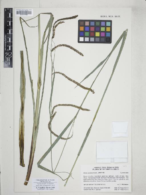 Carex pendula Huds. - 001074530