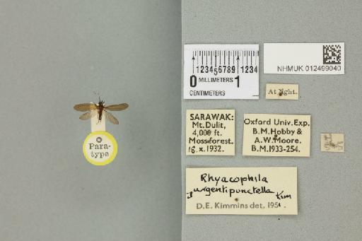 Rhyacophila argentipunctella Kimmins, 1955 - 012499040_840324_1755663