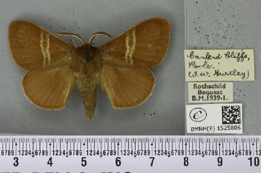 Macrothylacia rubi ab. ferruginea-approximata Tutt, 1902 - BMNHE_1525806_196392