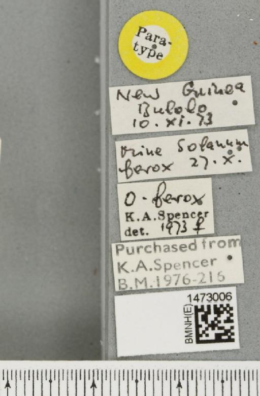 Ophiomyia ferox Spencer, 1977 - BMNHE_1473006_label_47390