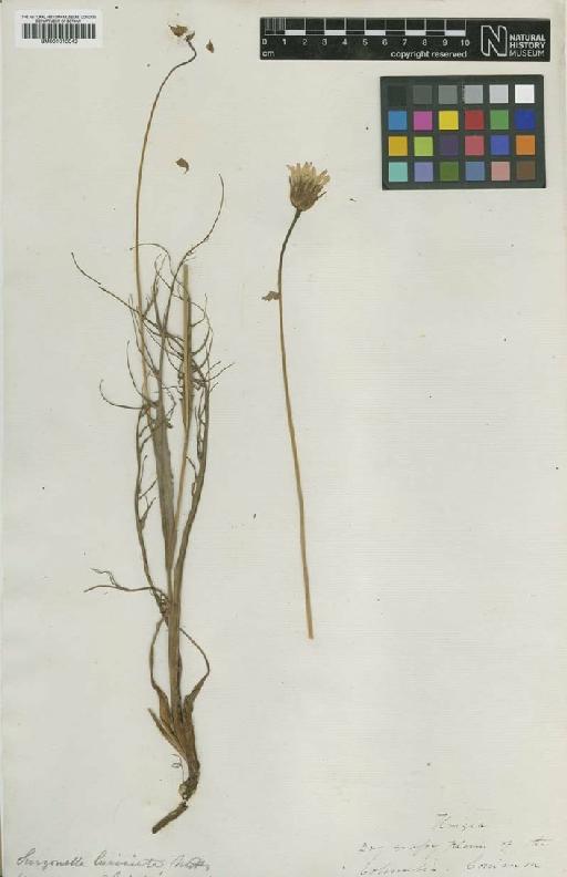 Microseris laciniata (Hook.) Sch.Bip. - BM001010042