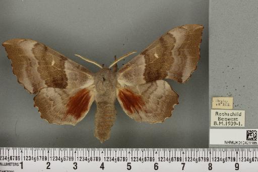 Laothoe populi populi (Linnaeus, 1758) - NHMUK_010421185_526131