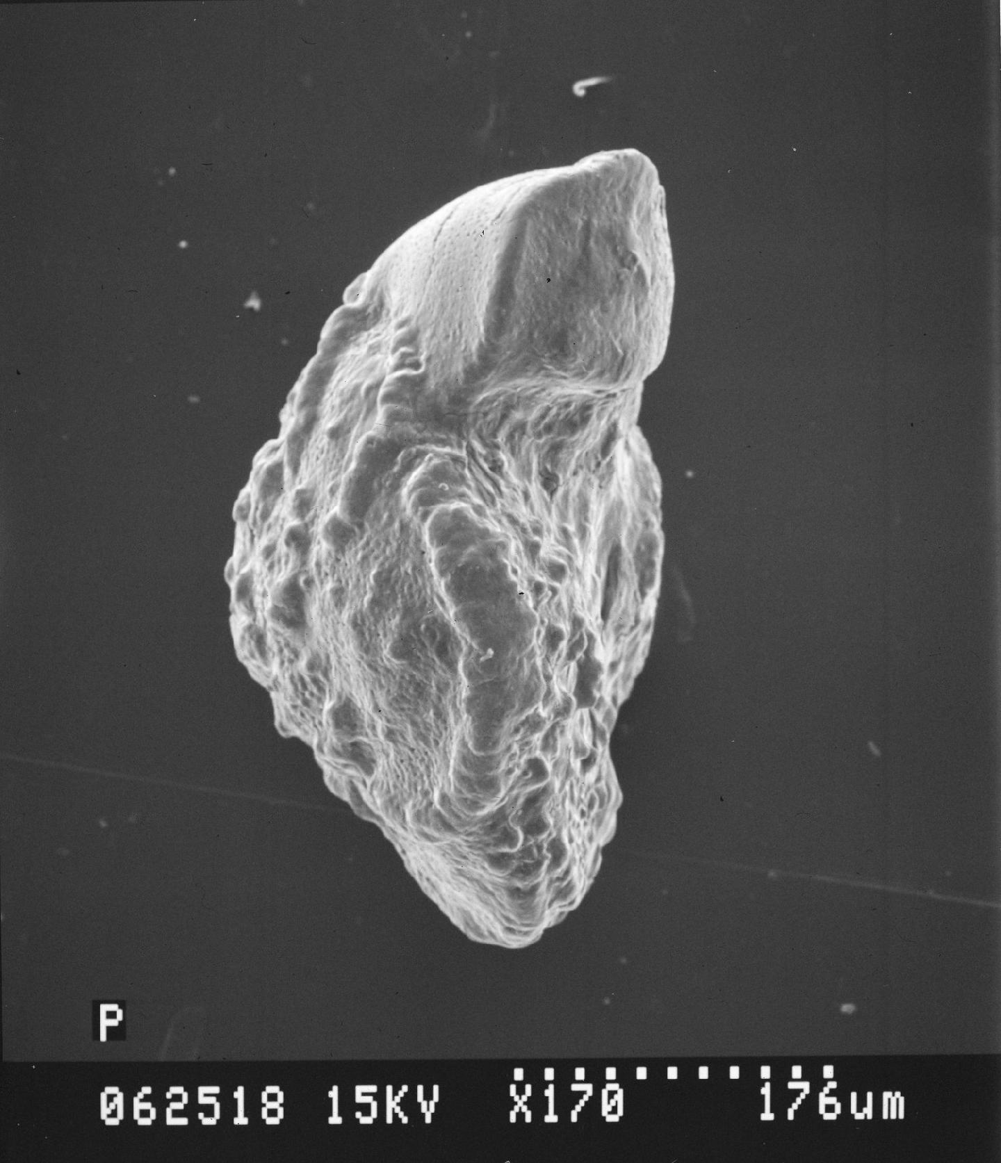 To NHMUK collection (Globotruncana arca var. esnehensis Nakkady, 1950; Holotype; NHMUK:ecatalogue:2368537)