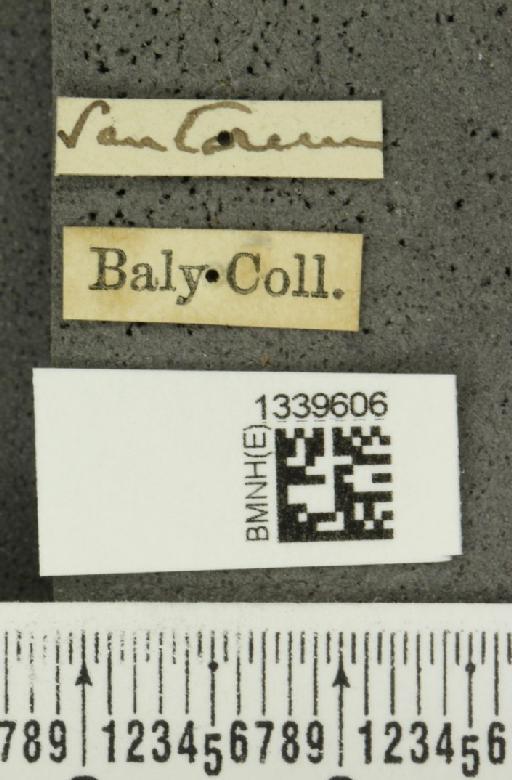 Aristobrotica paraensis (Baly, 1886) - BMNHE_1339606_label_23269