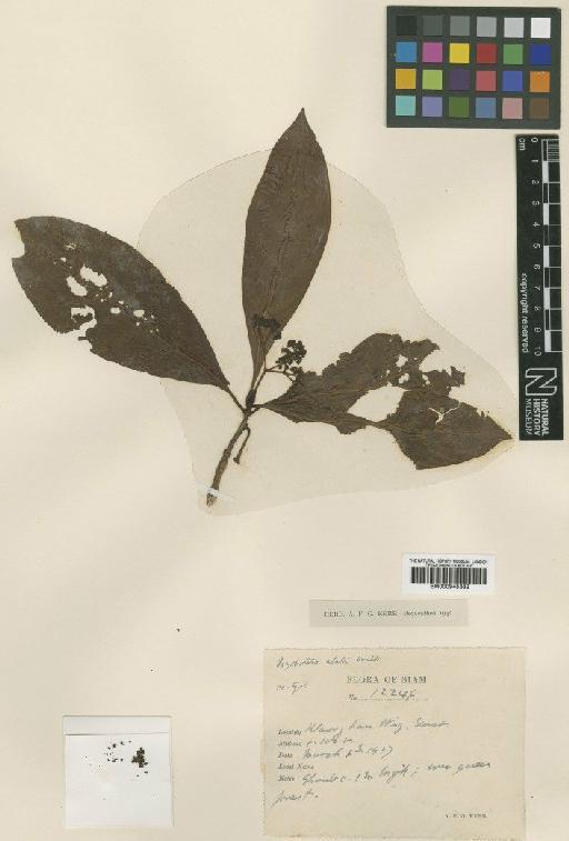 Psychotria alata Craib - BM000945382